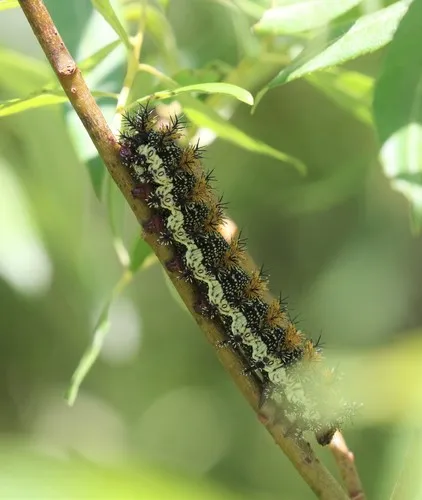 Nevada Buck Moth