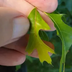 Finite-channeled Leafminer Moth thumbnail 1