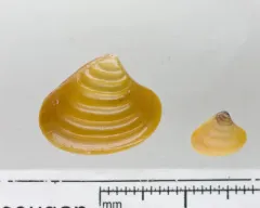 Elliptical Astarte Clam thumbnail 1