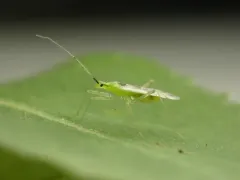Macrolophus brevicornis thumbnail 2