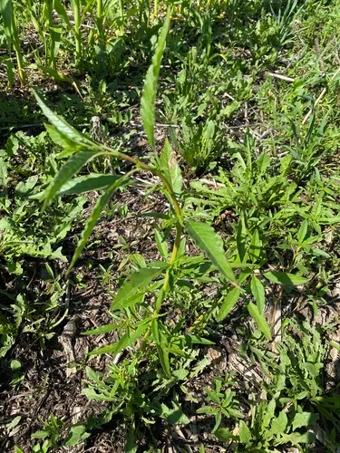 rough-fruit amaranth