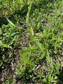 rough-fruit amaranth thumbnail 1