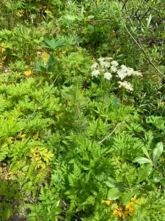 Canby's Wild Lovage thumbnail 3
