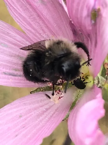Black-fronted turret bee