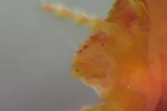 Limnochares aquatica thumbnail 2