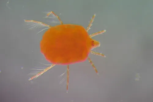 Red Freshwater Mite
