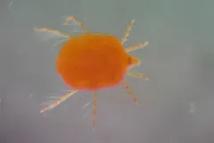 Red Freshwater Mite thumbnail 1