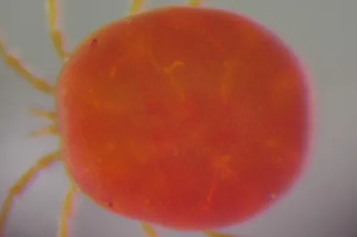Hydrodroma despiciens