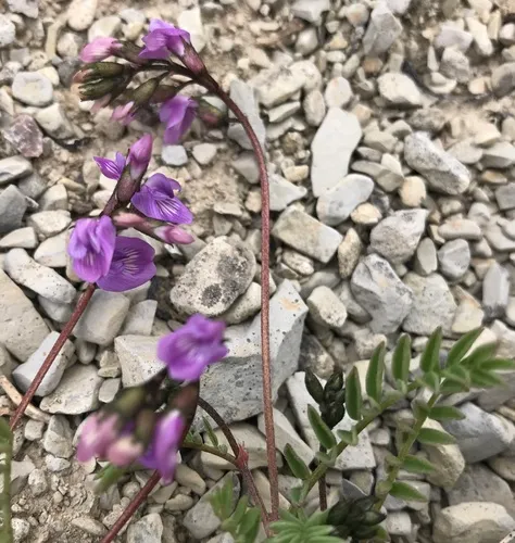 Bourgov's Milkvetch