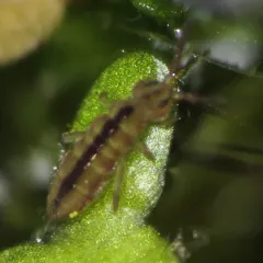 Isotomurus tricolor thumbnail 3