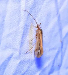 Ornate Northern Caddisfly thumbnail 3