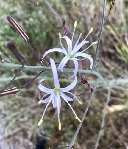 wavy-leafed soap plant
