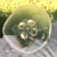 Greater Moon Jelly thumbnail 1
