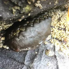 Black Leather Chiton thumbnail 1