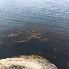 Bull Kelp thumbnail 4