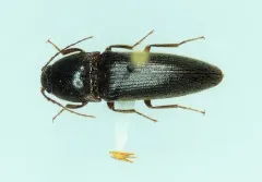Melanotus similis thumbnail 3