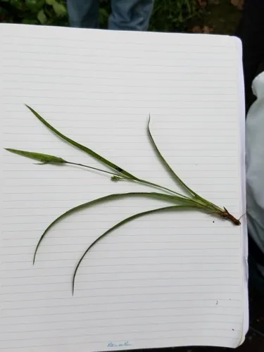 Spreading Sedge