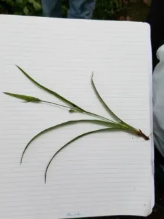 Spreading Sedge thumbnail 1