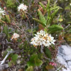 Bog Labrador Tea thumbnail 2