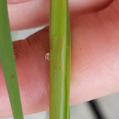 Emory's sedge