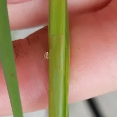 Emory's sedge thumbnail 1