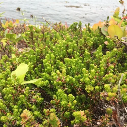 black crowberry