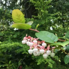 salal thumbnail 4