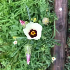 flower-of-an-hour thumbnail 2