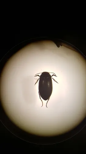 Hydroporus morio