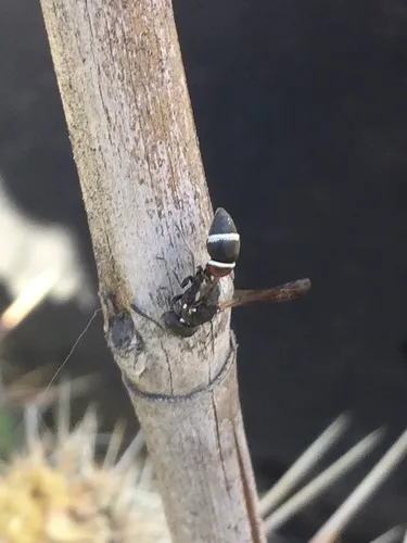 Leptochilus rufinodus