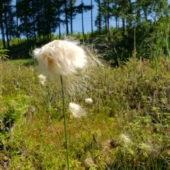 russet cottongrass thumbnail 3