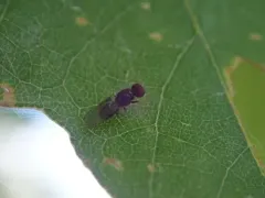 Pachygaster pulchra thumbnail 4