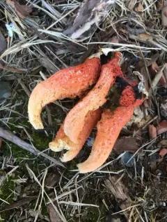 column stinkhorn thumbnail 4