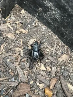 Gray Ground Cricket thumbnail 2