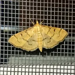 Herpetogramma theseusalis thumbnail 2