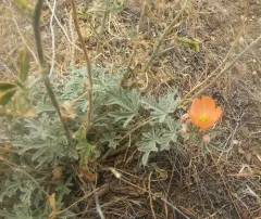 Gooseberryleaf Globemallow thumbnail 2