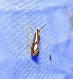Two-banded Catoptria Moth thumbnail 2