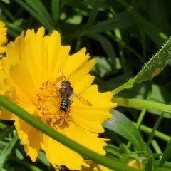 Flat-tailed Leafcutter Bee thumbnail 4