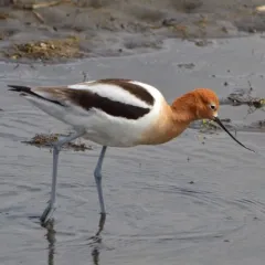 American Avocet thumbnail 4