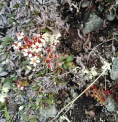 Reflexed Saxifrage thumbnail 2