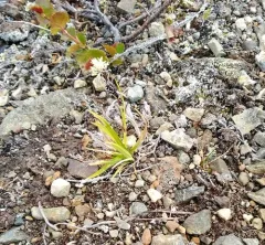 alpine tundra sedge thumbnail 2