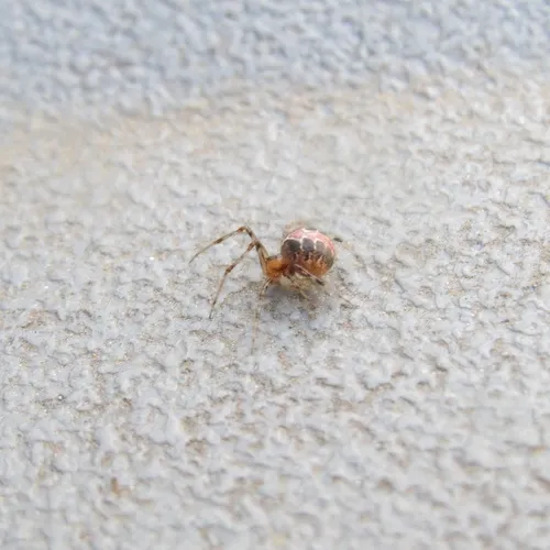Painted Cobweb Weaver