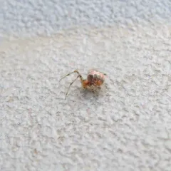 Painted Cobweb Weaver thumbnail 1