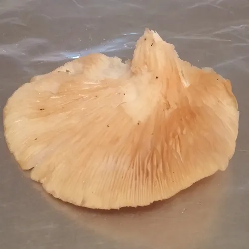 Oyster Mushroom