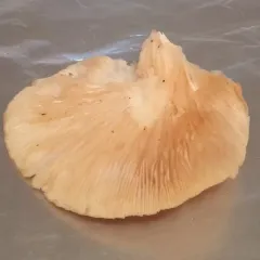 Oyster Mushroom thumbnail 1