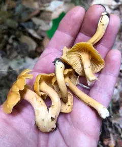 Appalachian Chanterelle thumbnail 2