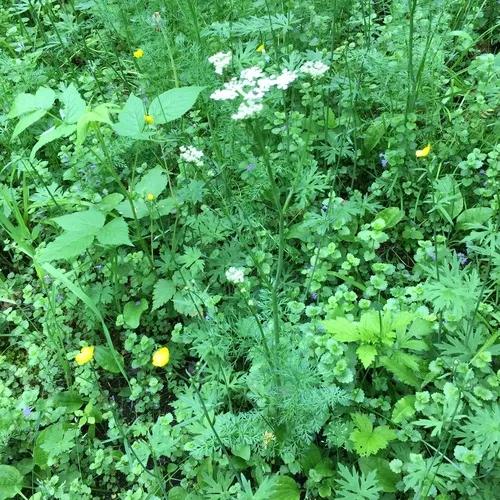 Caraway