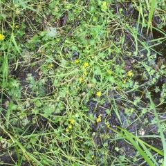 Small Yellow Water-crowfoot thumbnail 2