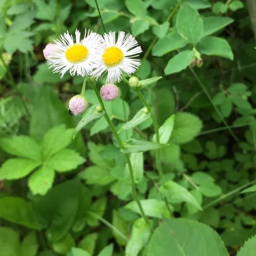 Philadelphia fleabane