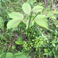 wild sarsaparilla thumbnail 2